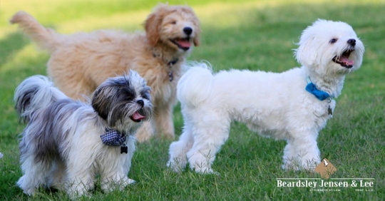 dogs at the park